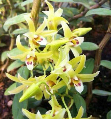 雀望兰花语是什么？雀望兰的花语有哪些含义？