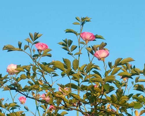 兰蔷薇花语有何深意？兰蔷薇的花语能表达什么？