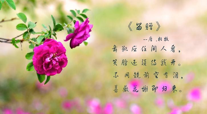 兰蔷薇花语有何深意？兰蔷薇的花语能表达什么？