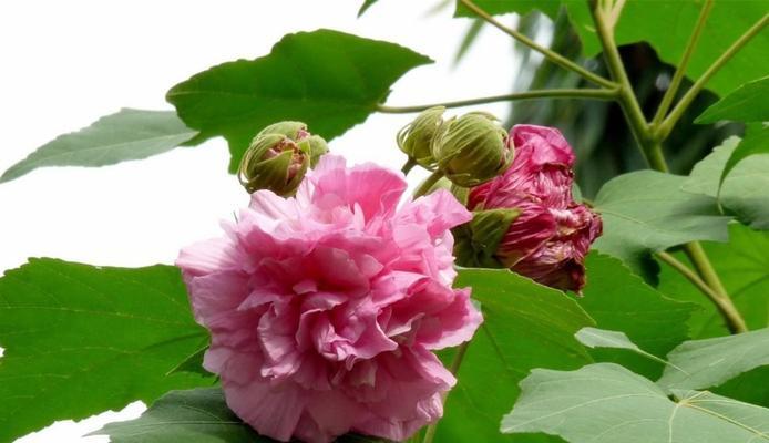小木瑾花语是什么意思？小木瑾的花语有哪些特别之处？