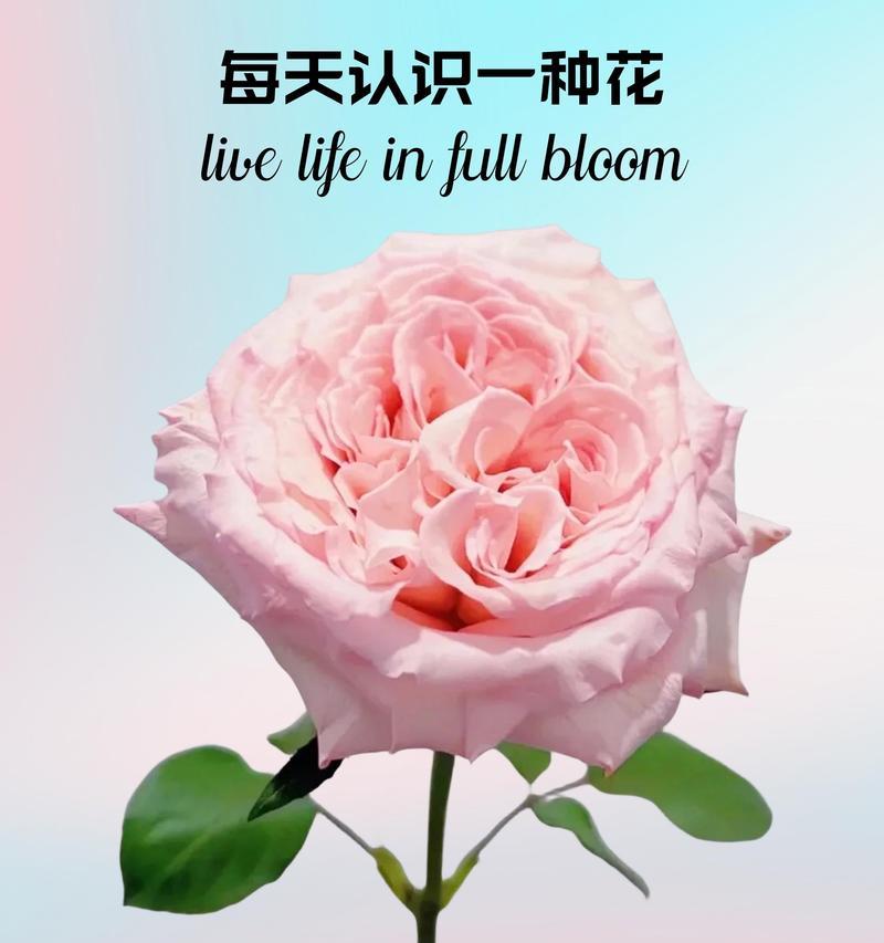 小木瑾花语是什么意思？小木瑾的花语有哪些特别之处？