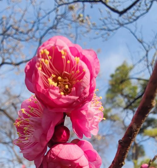 观赏梅花的花语有哪些？如何欣赏梅花的美？