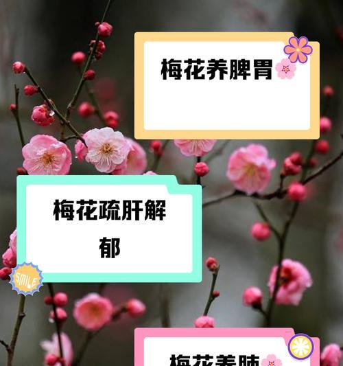 观赏梅花的花语有哪些？如何欣赏梅花的美？