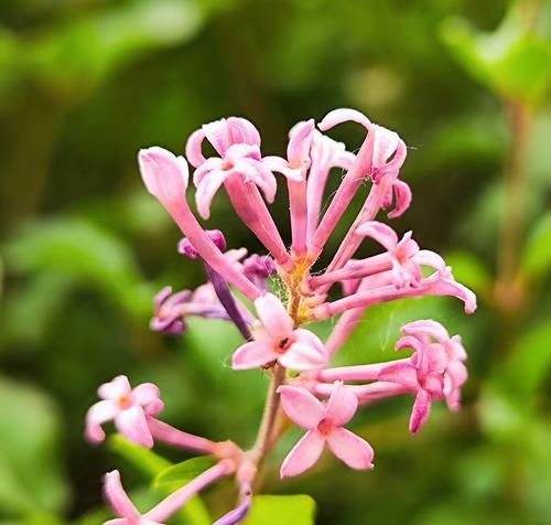 丁花香的花语代表什么？丁花香的象征意义是什么？