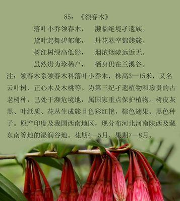 赤楠树花语有哪些独特之处？赤楠树的花语寓意是什么？