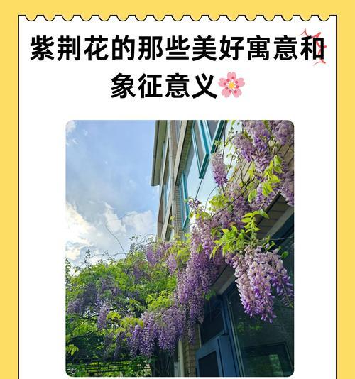 赤楠树花语有哪些独特之处？赤楠树的花语寓意是什么？