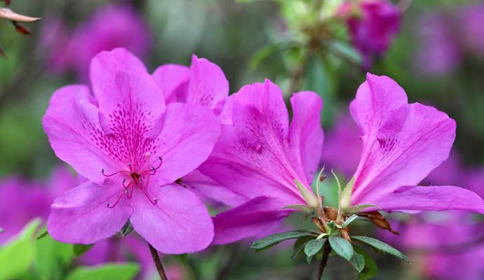 潭花的花语是什么？潭花象征着什么？