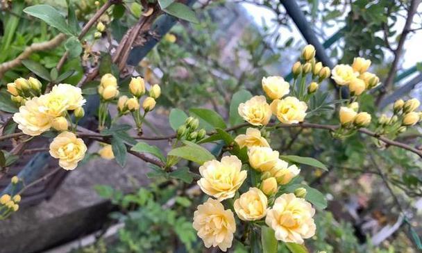 黄木香花语有何深意？黄木香的象征意义是什么？
