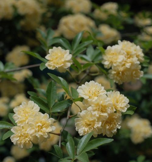 黄木香花语有何深意？黄木香的象征意义是什么？