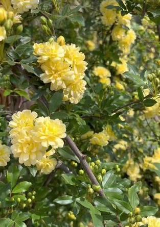 黄木香花语有何深意？黄木香的象征意义是什么？