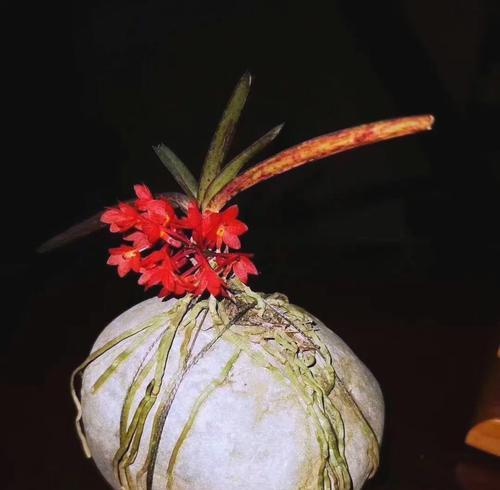 鸟舌兰花语代表什么？鸟舌兰的花语含义是什么？