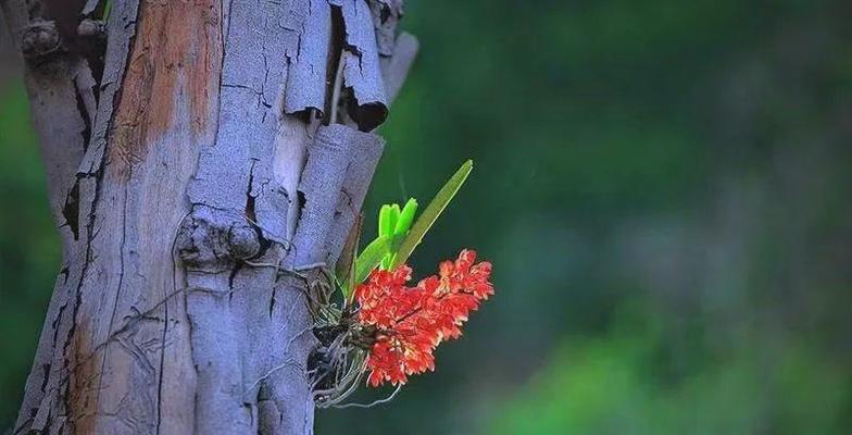 鸟舌兰花语代表什么？鸟舌兰的花语含义是什么？
