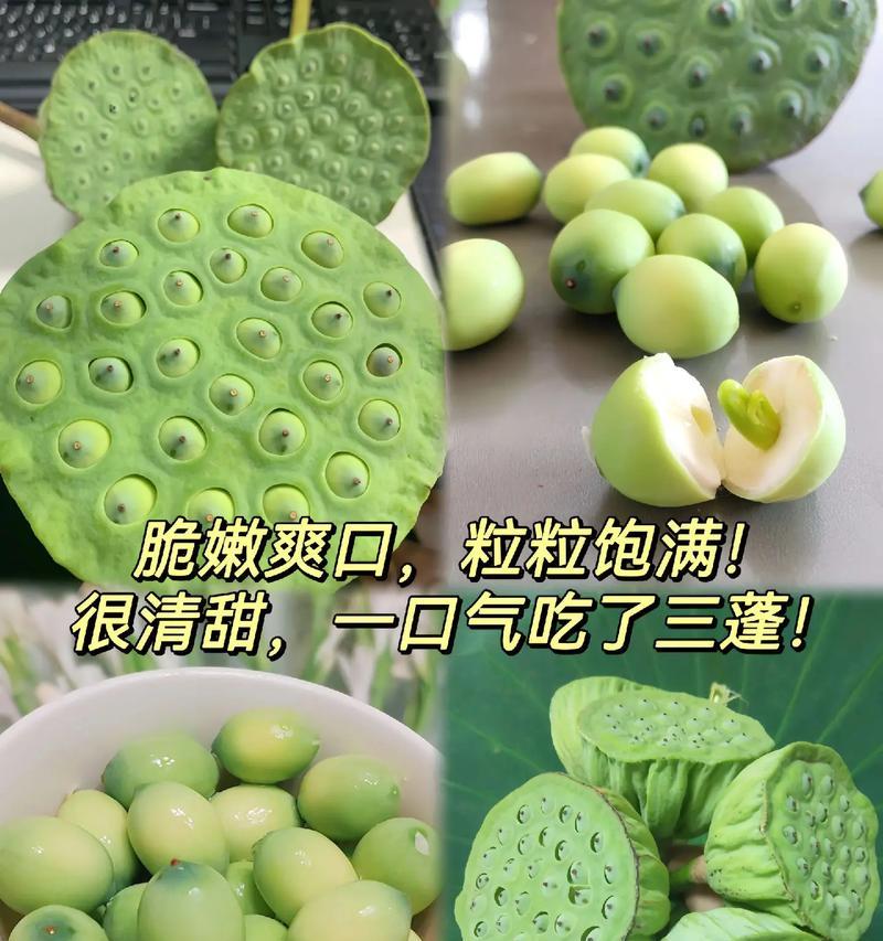 莲蓬松花语有何含义？莲蓬松的象征意义是什么？