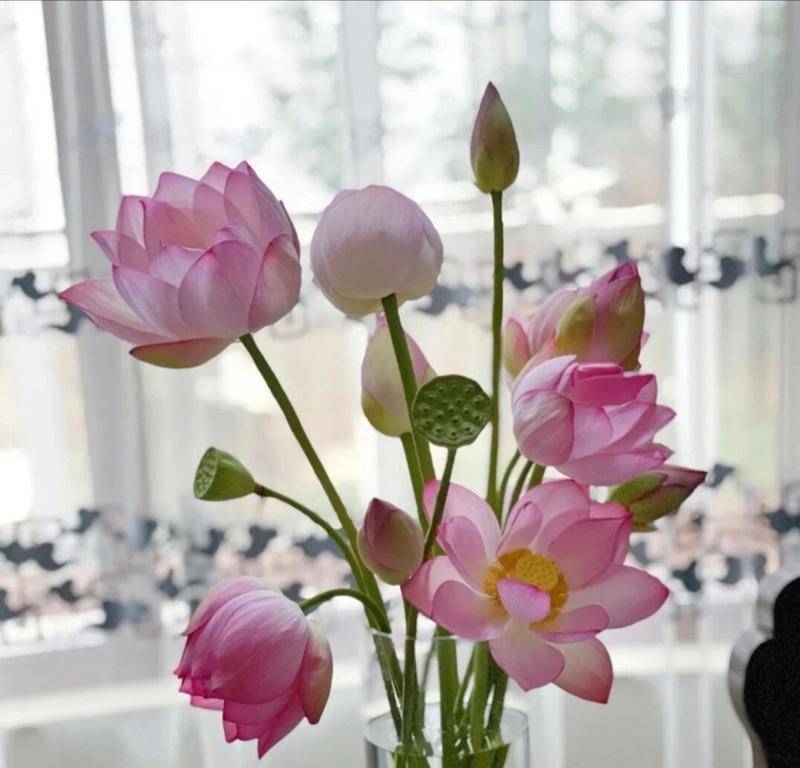 莲蓬松花语有何含义？莲蓬松的象征意义是什么？