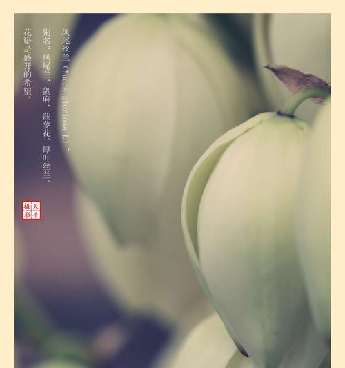 莺尾兰花语代表什么？莺尾兰的花语含义是什么？