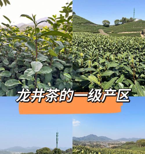 虎次梅花语是什么？虎次梅的象征意义有哪些？