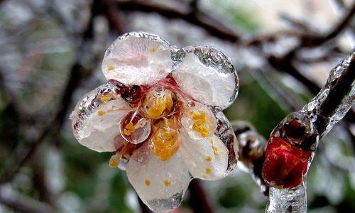 虎次梅花语是什么？虎次梅的象征意义有哪些？