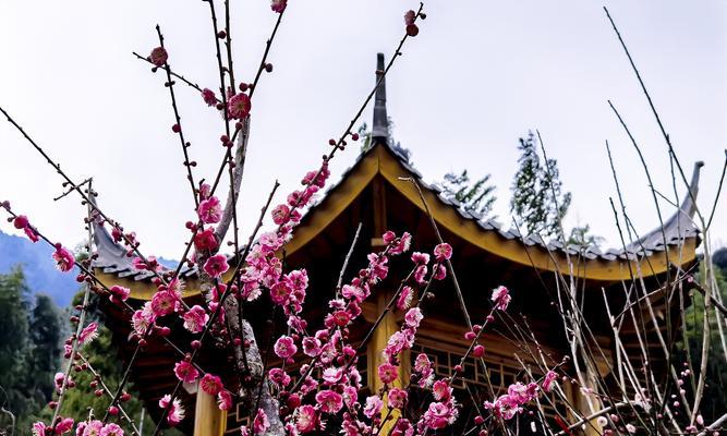 虎次梅花语是什么？虎次梅的象征意义有哪些？
