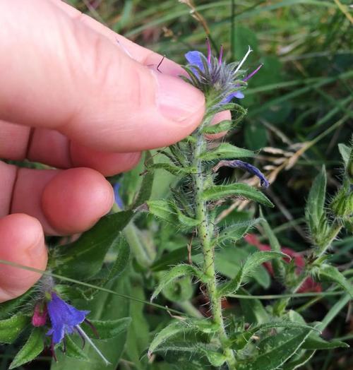 蓝蓟花的花语是什么？蓝蓟花象征着什么？