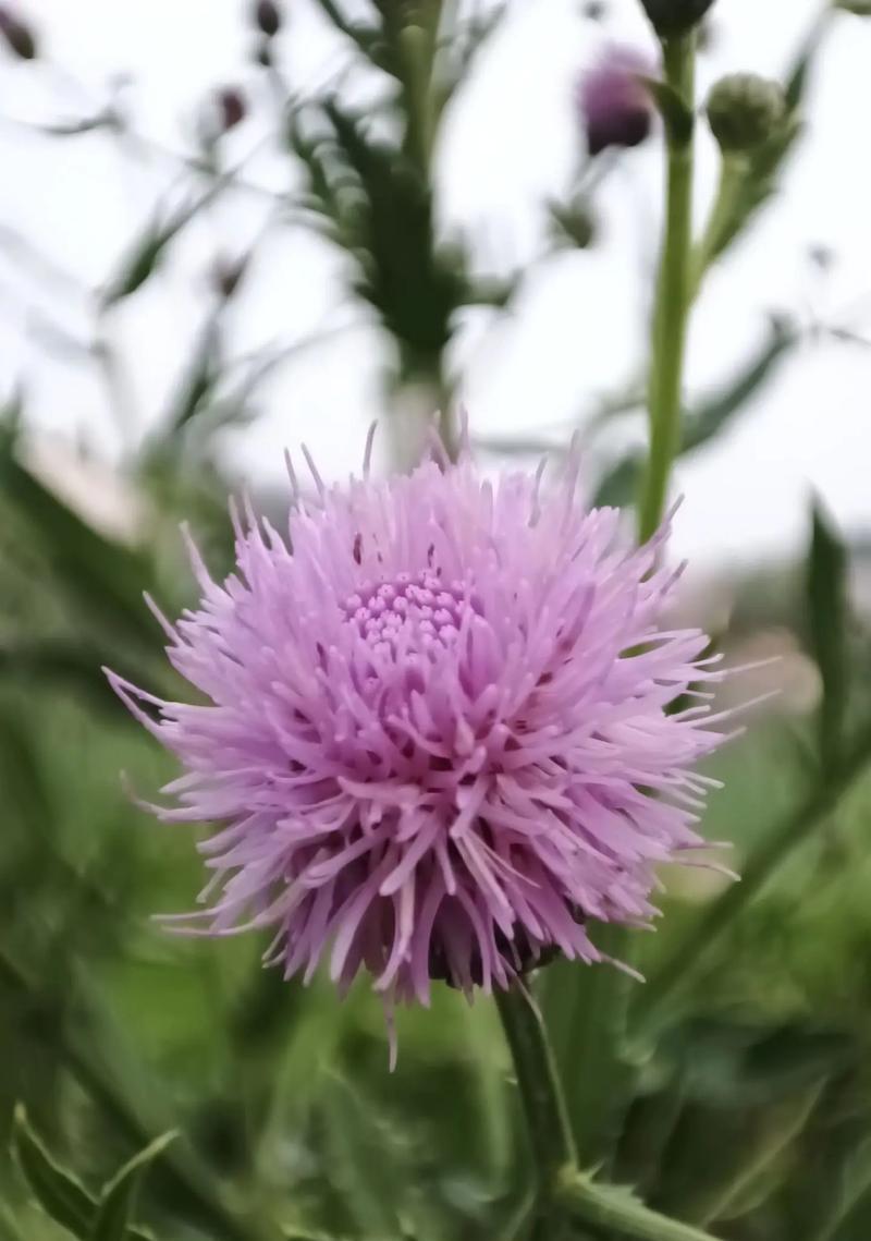 蓝蓟花的花语是什么？蓝蓟花象征着什么？