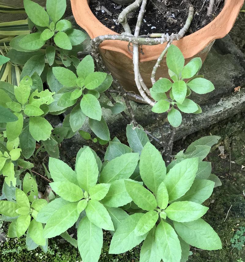七叶莲的花语是什么？七叶莲代表什么寓意？