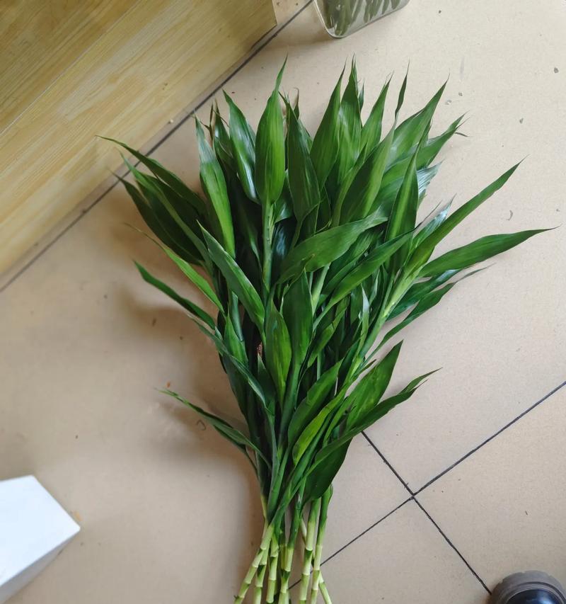 绿山竹的花语是什么？绿山竹象征着什么？