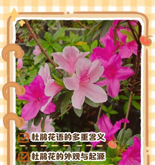 迷谍香的花语是什么？迷谍香象征着什么？