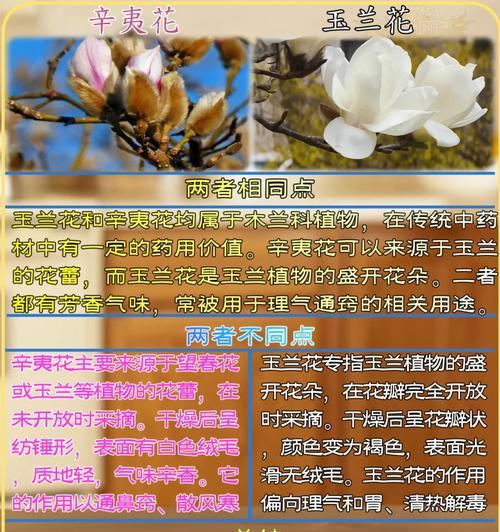 玉凤兰的花语是什么？玉凤兰代表什么寓意？