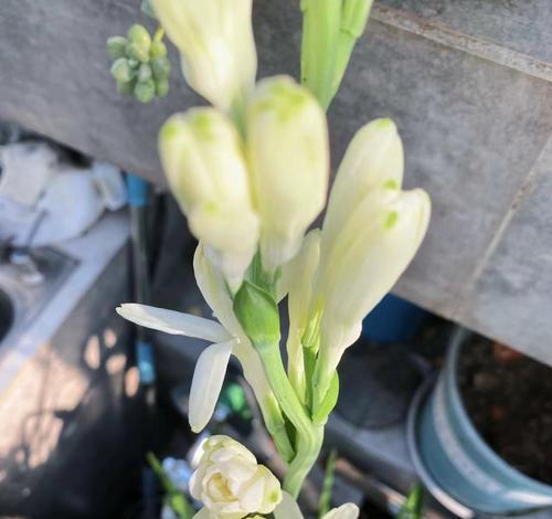晚香花的花语是什么？晚香花象征着什么？