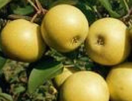 晚香花的花语是什么？晚香花象征着什么？