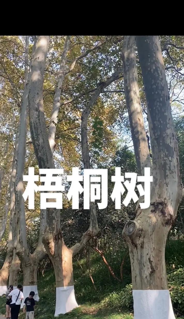 梧桐树的花语是什么？梧桐树代表什么意义？