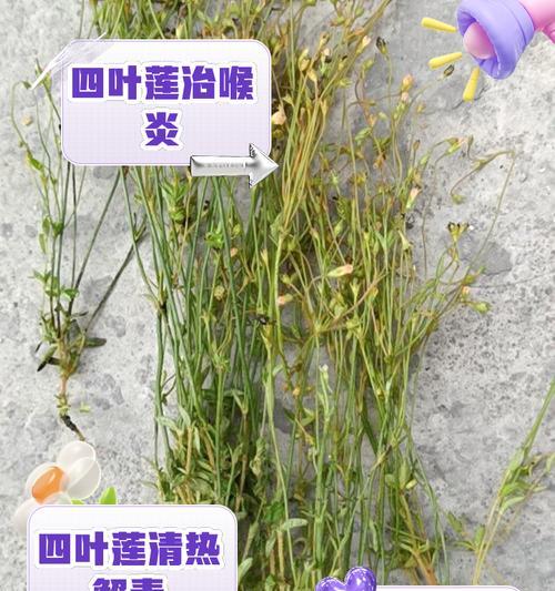 四叶萍的花语是什么？四叶萍象征着什么？