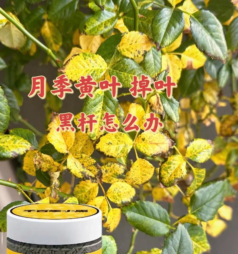 橘月季的花语是什么？橘月季代表什么寓意？