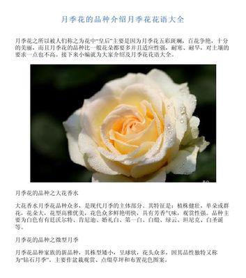 橘月季的花语是什么？橘月季代表什么寓意？