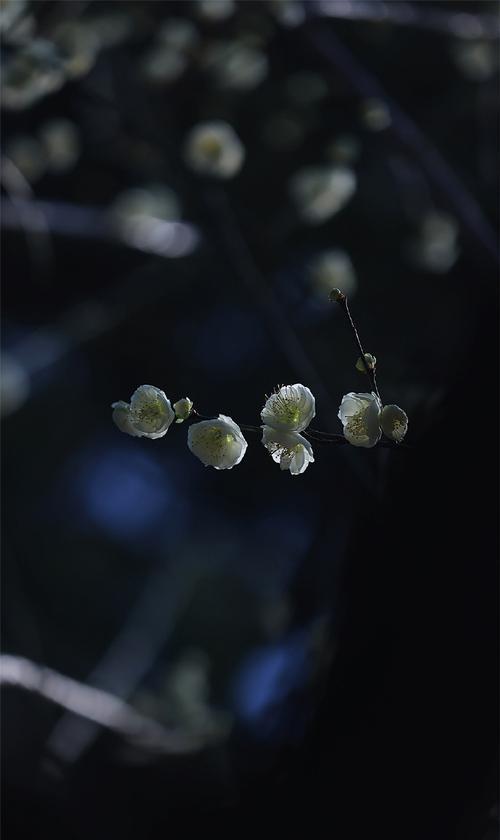 球梅的花语是什么？球梅象征着什么？