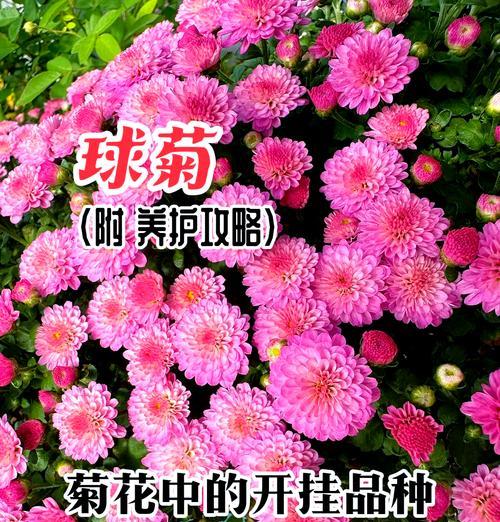 球梅的花语是什么？球梅象征着什么？