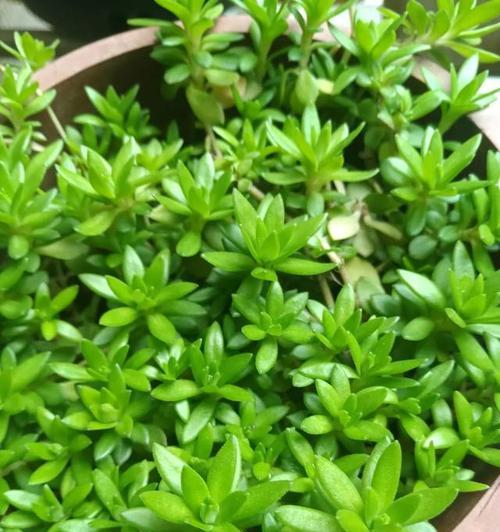 铜盆草的花语是什么？铜盆草代表什么意义？