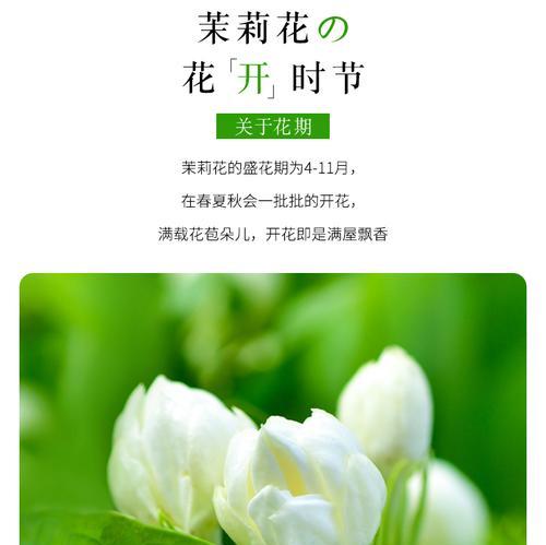 铜盆草的花语是什么？铜盆草代表什么意义？