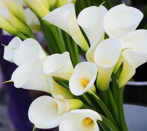 白海芋花语是什么？白海芋代表了哪些情感？