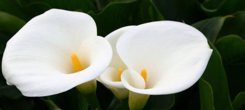 白海芋花语是什么？白海芋代表了哪些情感？