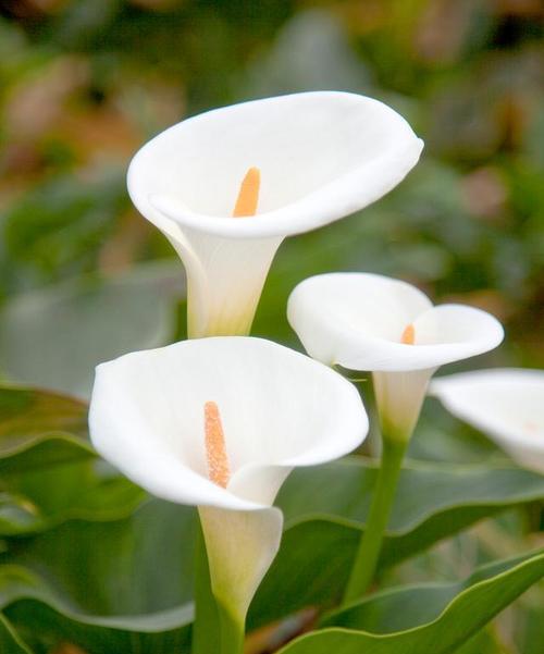 白海芋花语是什么？白海芋代表了哪些情感？
