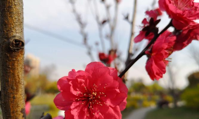 米子兰花语有哪些含义？米子兰象征着什么？