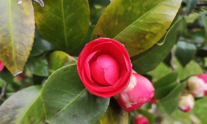 米子兰花语有哪些含义？米子兰象征着什么？
