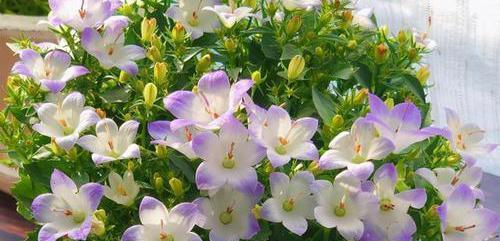 陵宵花的花语是什么？陵宵花代表了哪些意义？