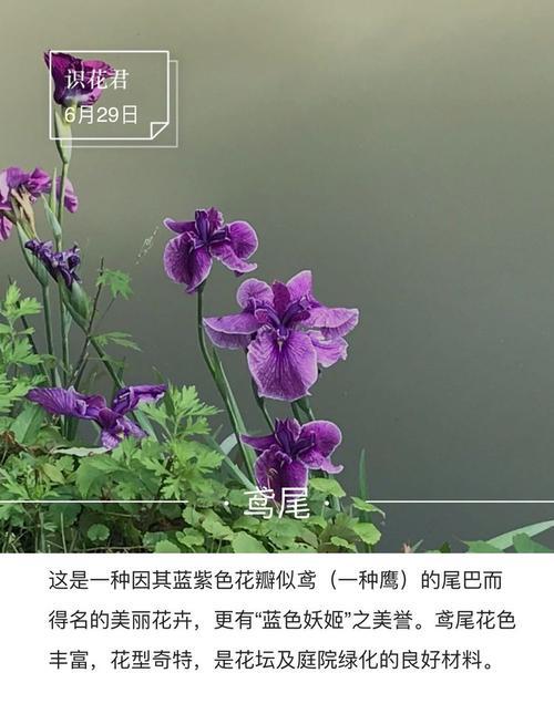 陵宵花的花语是什么？陵宵花代表了哪些意义？
