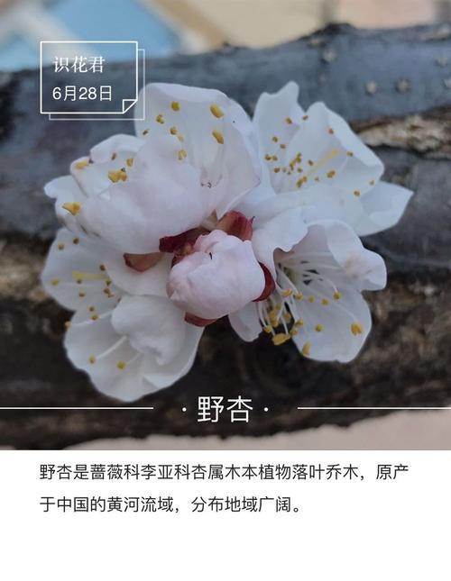 陵宵花的花语是什么？陵宵花代表了哪些意义？