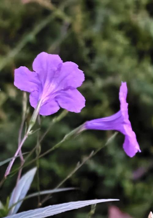 风眼蓝花语代表什么？风眼蓝象征着哪些情感？