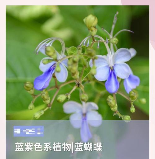 风眼蓝花语代表什么？风眼蓝象征着哪些情感？