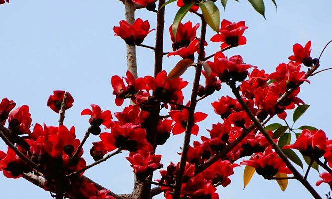 树情花的花语是什么？树情花象征着什么？