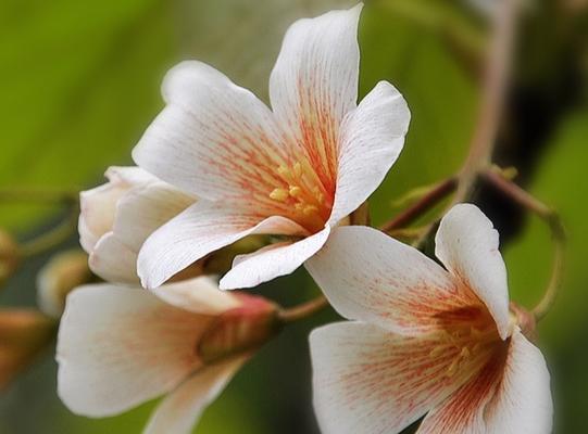 树情花的花语是什么？树情花象征着什么？